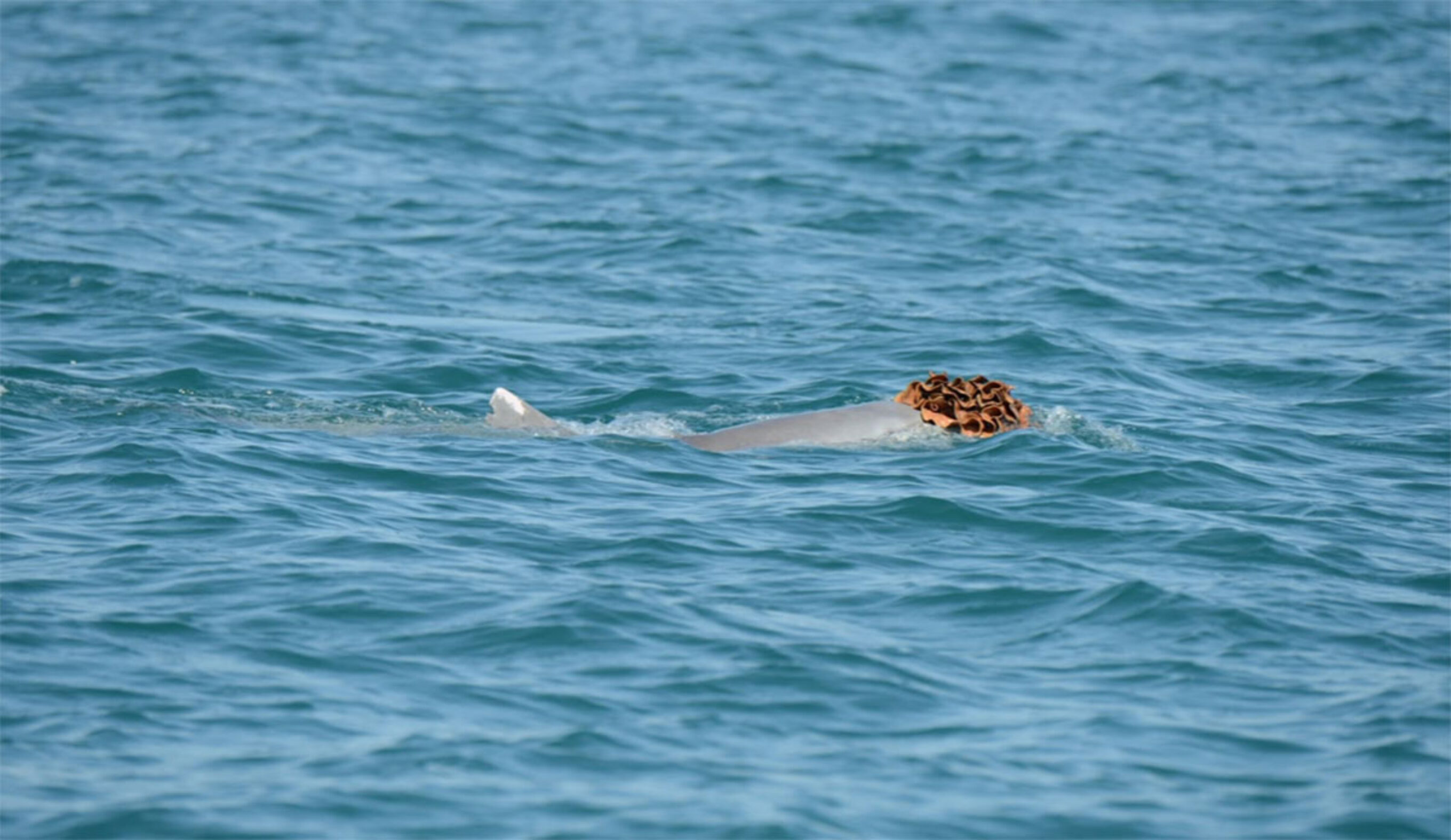 humpback dolphin with sea sponge on its head