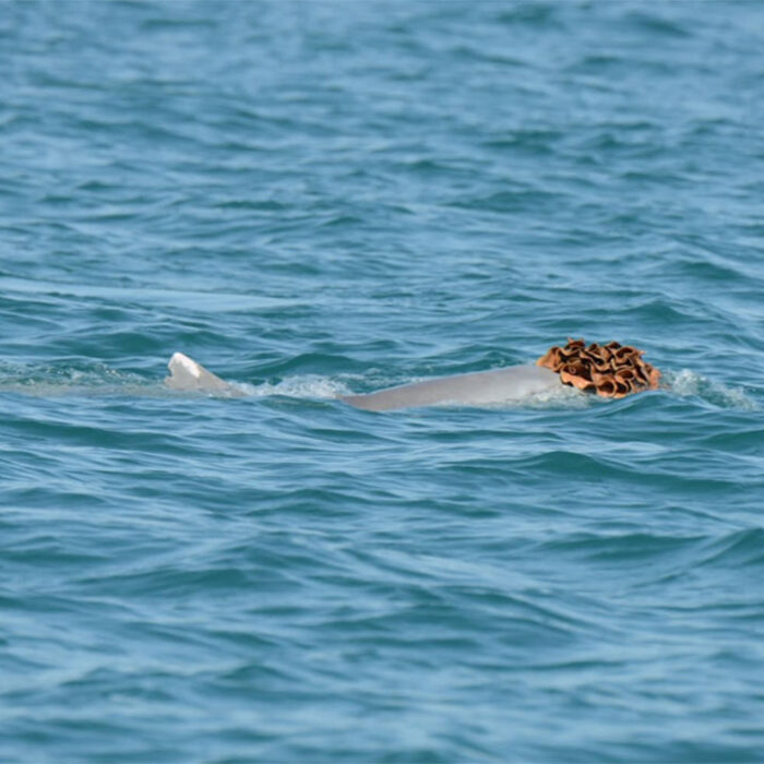 humpback dolphin with sea sponge on its head