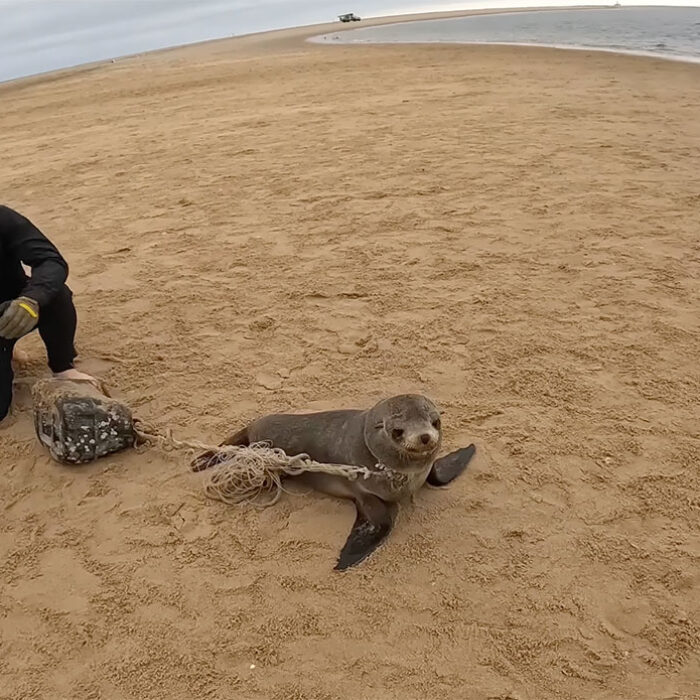 baby seal with bucket and rope around its neck in Namibia