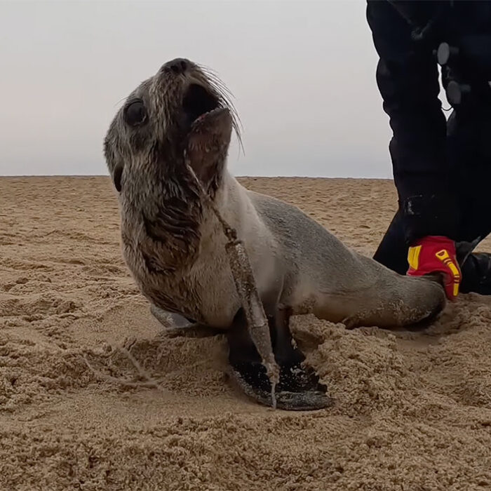 baby seal with fishing hook in its mouth in Namibia