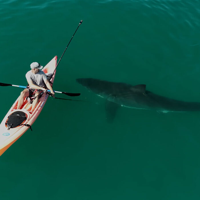Great white shark swimming close to a kayaker