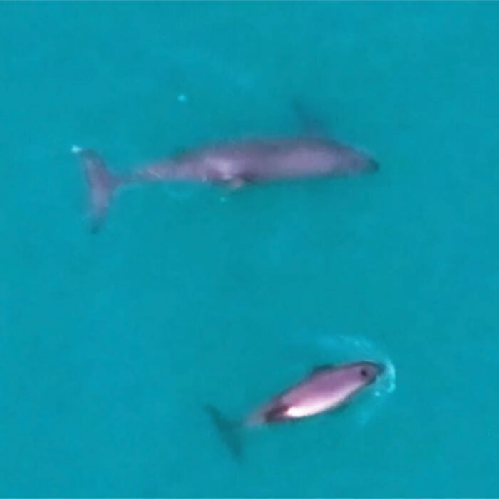 Vaquita Frida and her new calf swimming off the coast of Mexico