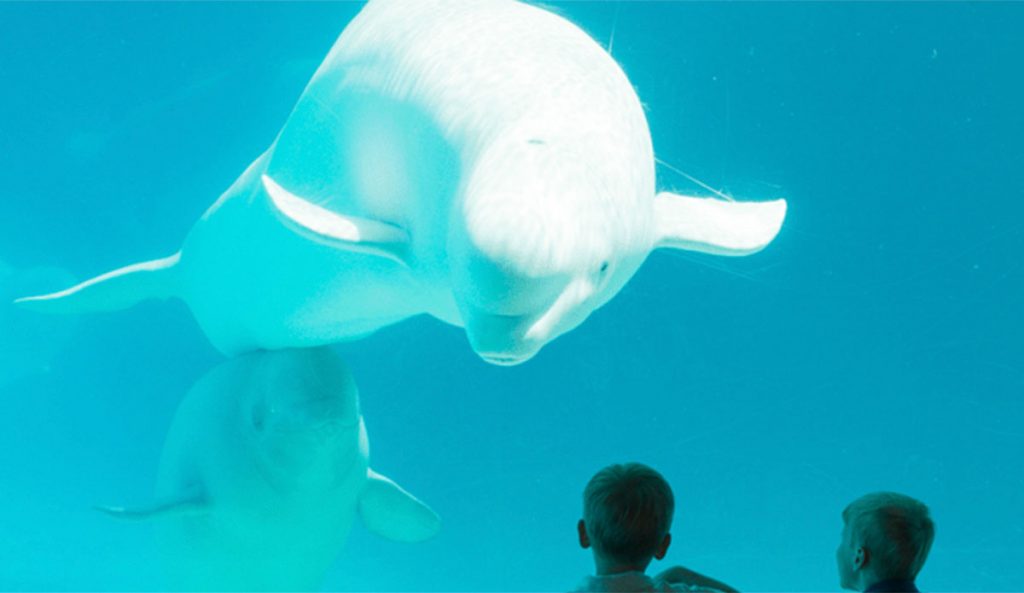 Beluga whale at Canada's Marineland looking at two kids.