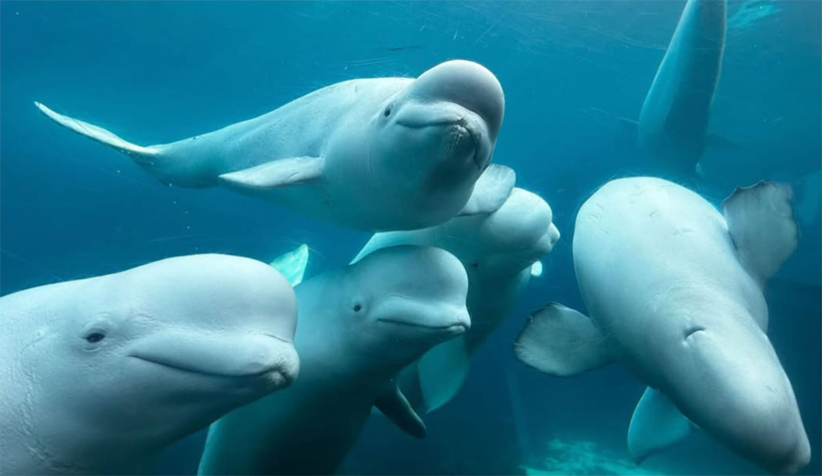 Beluga whales swimming at Marineland could be moved to a whale sanctuary