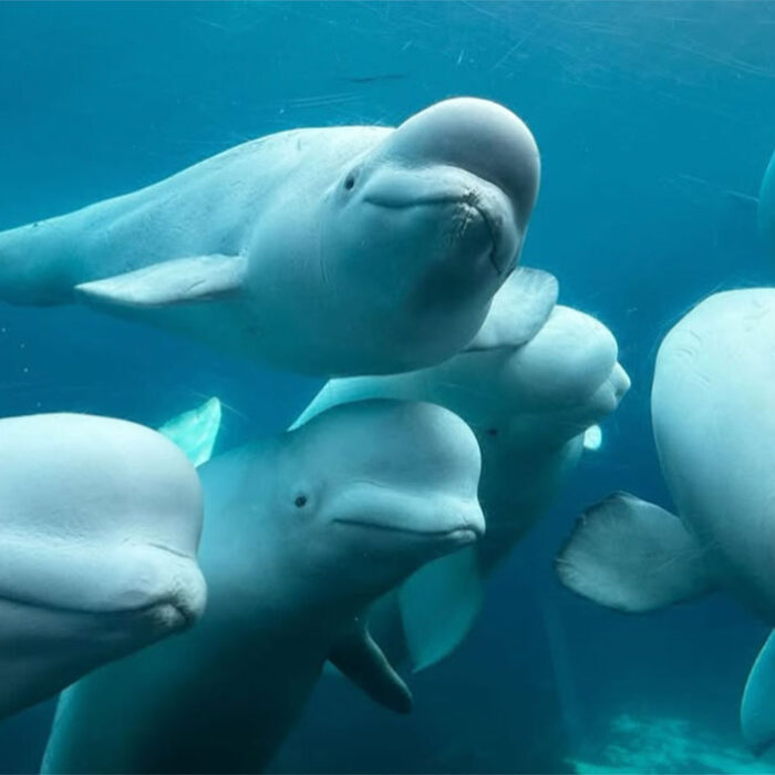 Beluga whales swimming at Marineland could be moved to a whale sanctuary