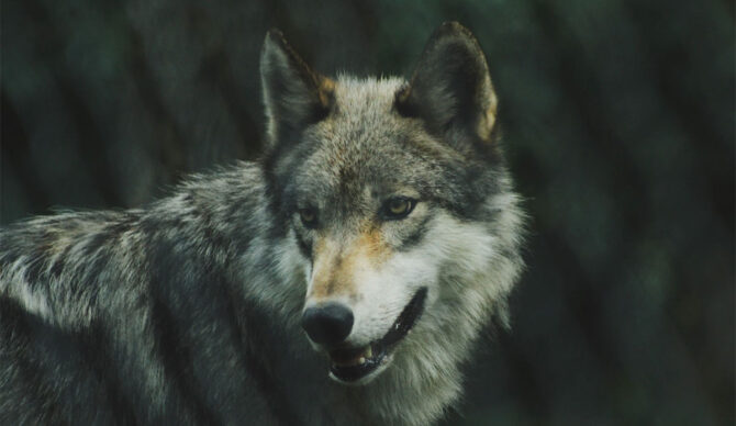 Wolves in Tofino, British Columbia