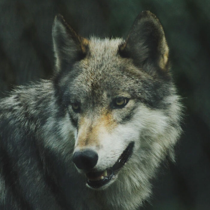 Wolves in Tofino, British Columbia