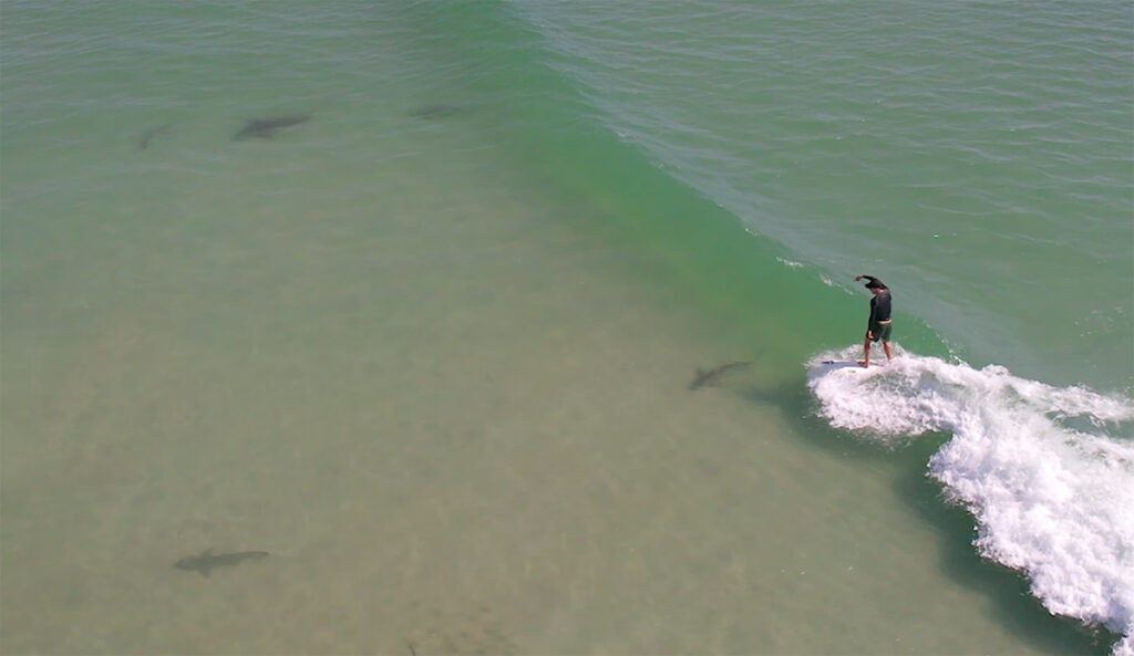 New Smyrna Beach: Sandbars, Sharks, and an Iconic Surf Town
