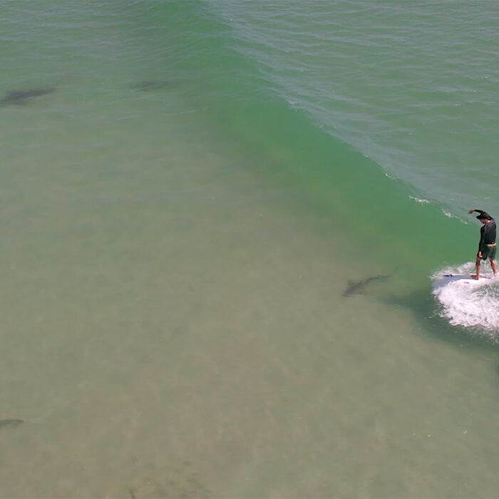New Smyrna Beach: Sandbars, Sharks, and an Iconic Surf Town
