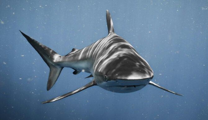 People might finally be warming up to sharks. Photo: Chase Baker // Unsplash