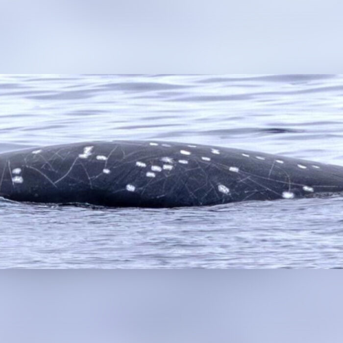 Photo: Henderson Et Al // Marine Mammal Science