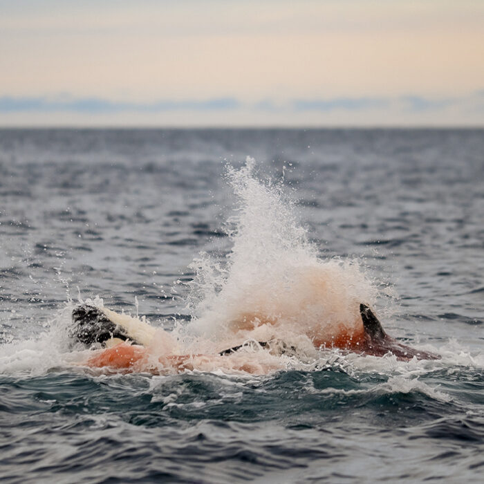 Photo: Krisztina Balotay // Orca Channel