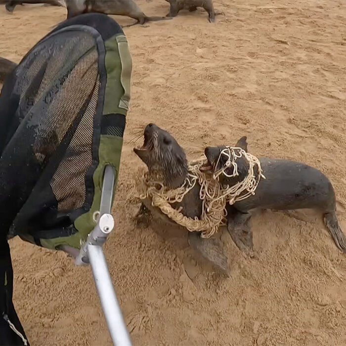 baby seals in Namibia tied together with net