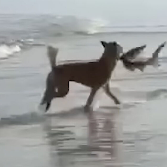 dingo pulling whaler shark from the surf