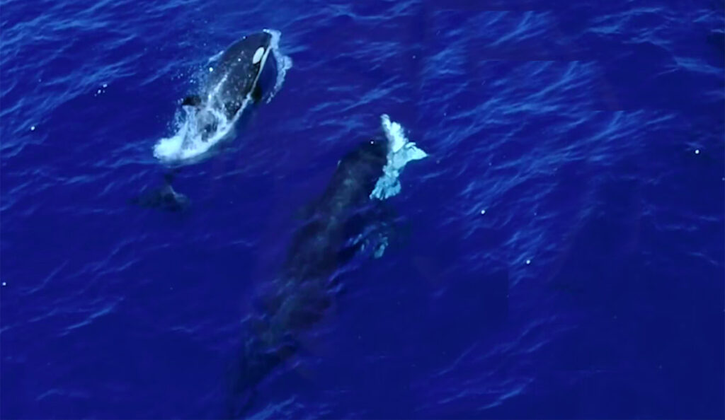 Watch Orcas Ram a Young Great White Shark In Order to Suck Out the Liver