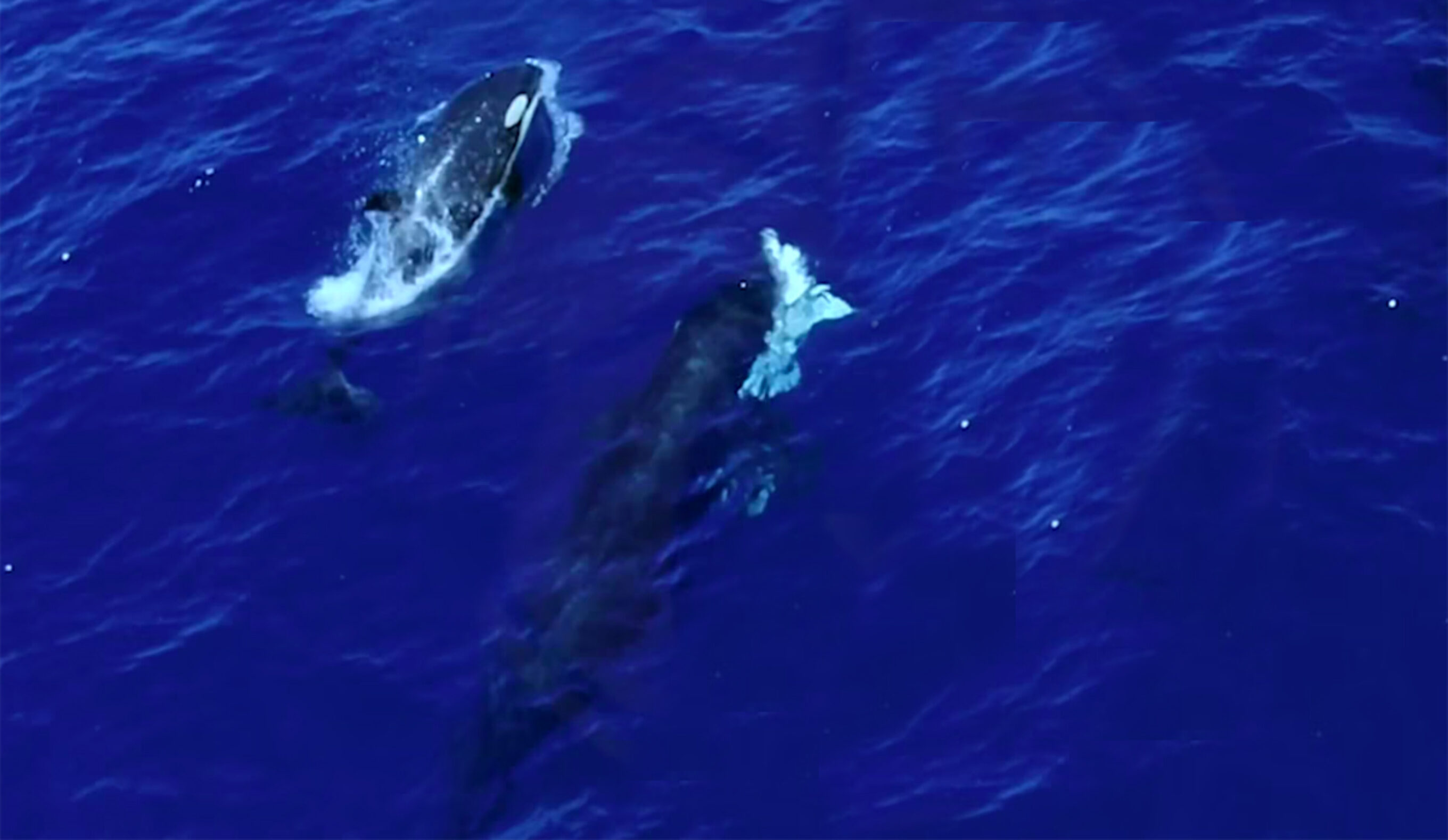 Watch Orcas Ram a Young Great White Shark In Order to Suck Out the Liver