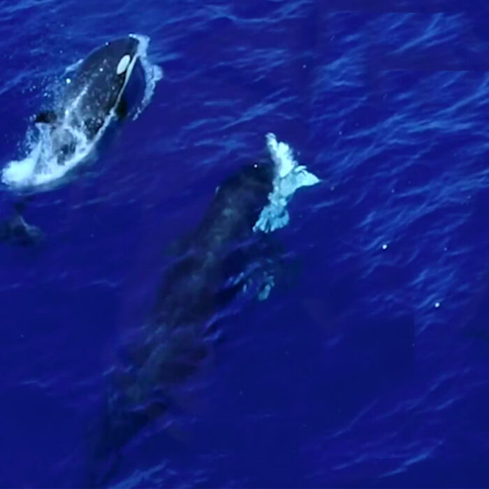 Watch Orcas Ram a Young Great White Shark In Order to Suck Out the Liver