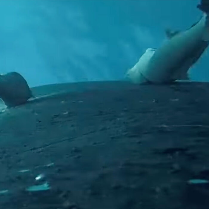 POV of a remora attached to a humpback whale
