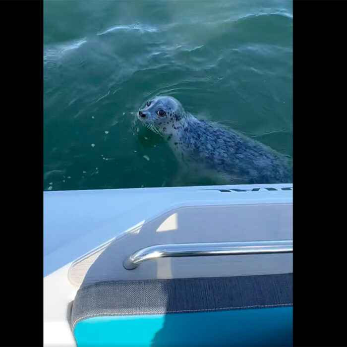 Seal Jumps Into Photographer's Boat to Escape Orca Hunt