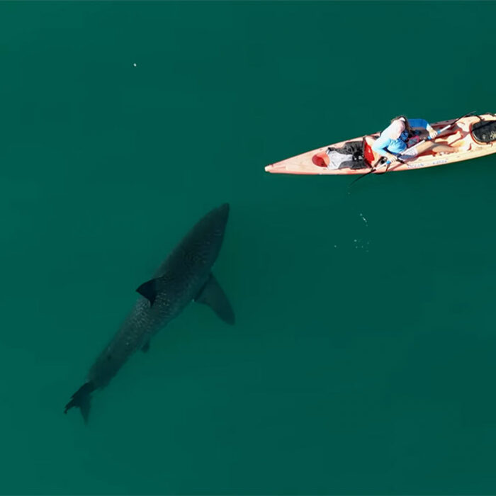 Great white shark following kayaker