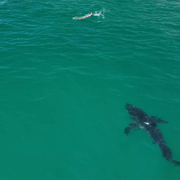 jaws soundtrack as shark swims up to a girl