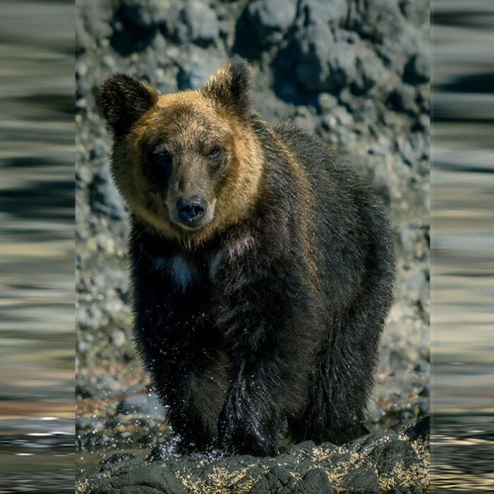 A Deceased Hiker’s Smartwatch Helped Authorities Piece Together a Bear Attack