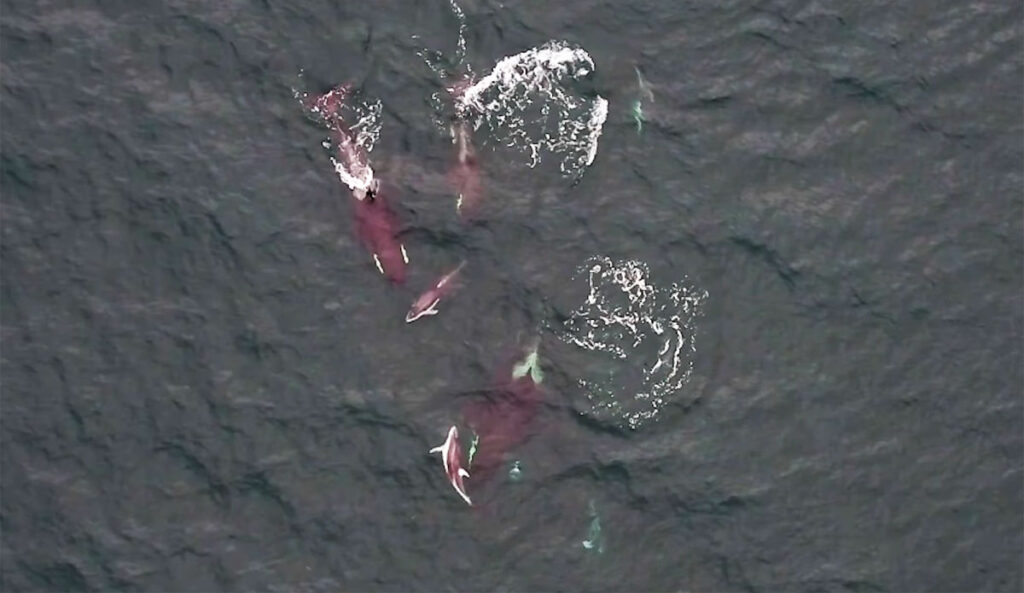 Killer Whales and Dolphins Filmed Hunting Cooperatively for the First Time