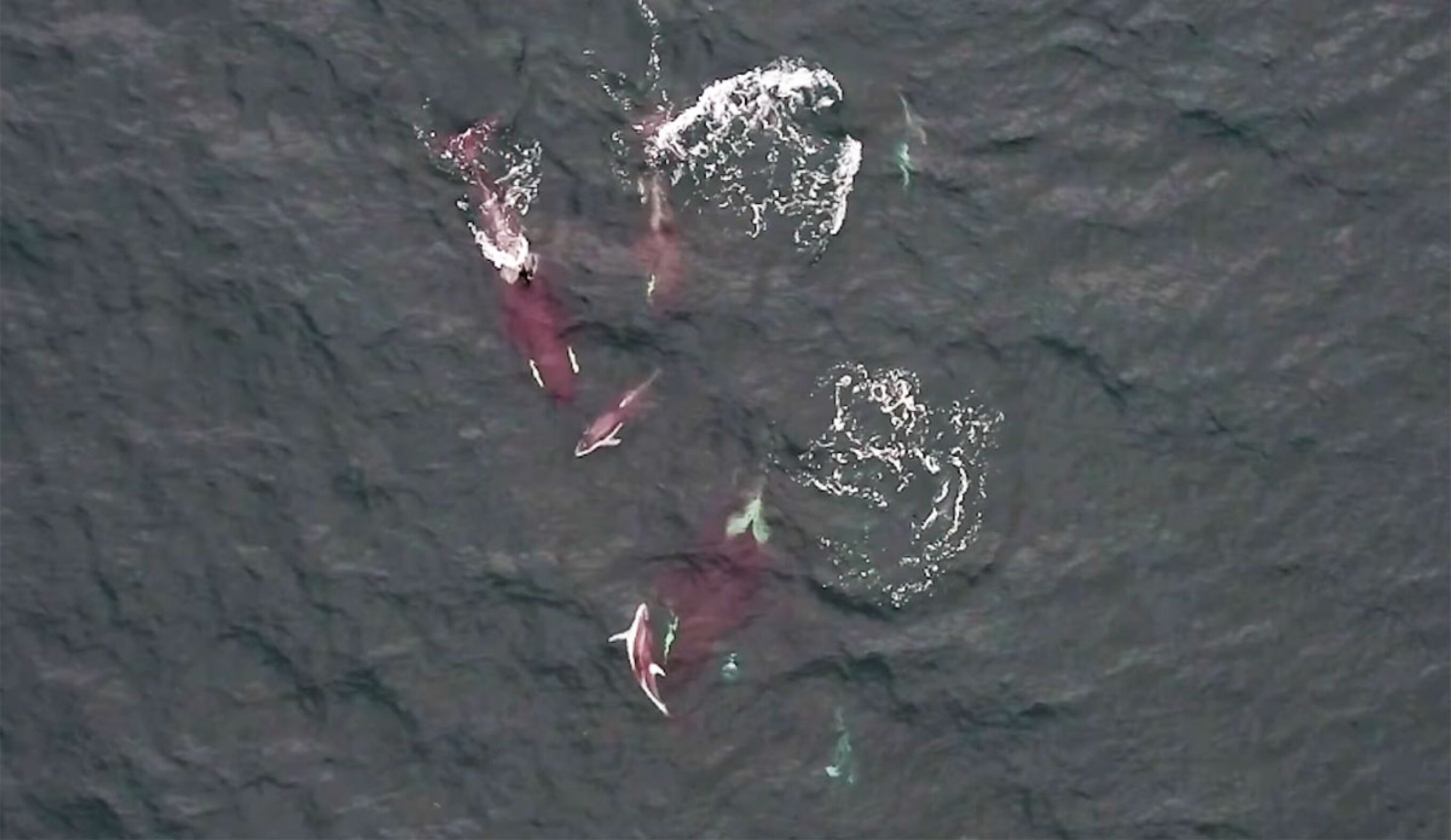 Killer Whales and Dolphins Filmed Hunting Cooperatively for the First Time
