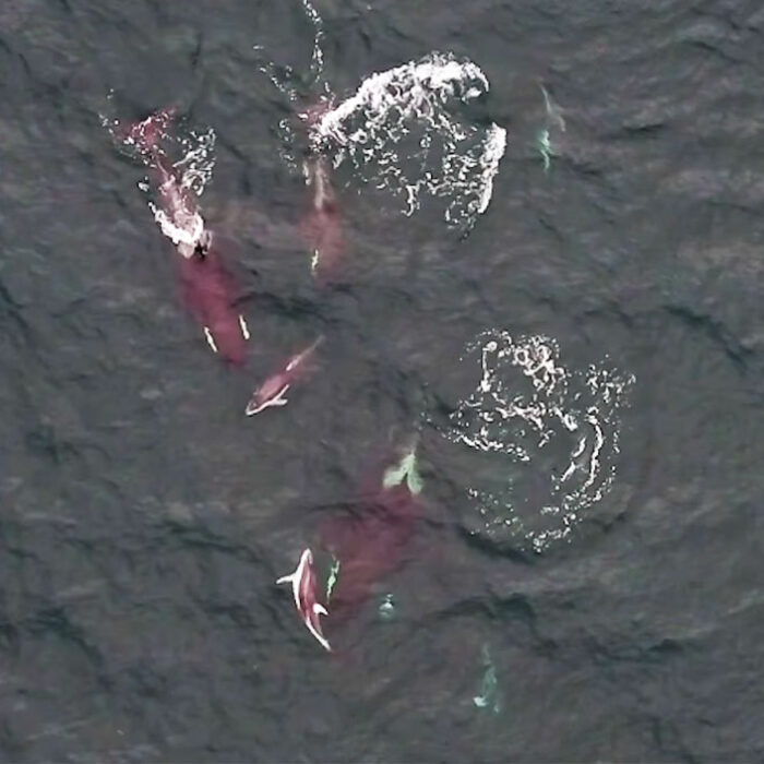 Killer Whales and Dolphins Filmed Hunting Cooperatively for the First Time