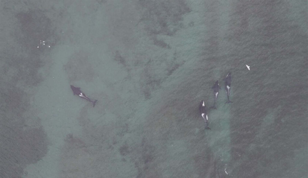 Photo: Center for Whale Research