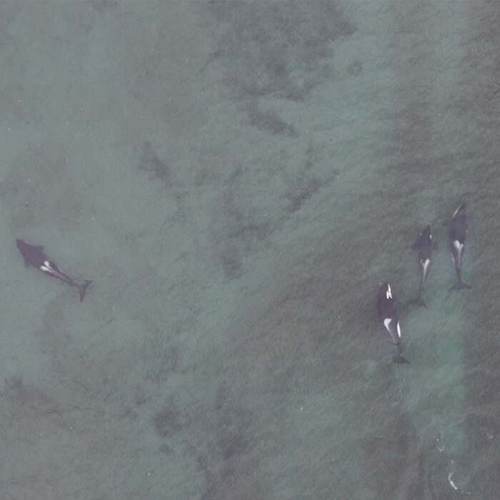 Photo: Center for Whale Research
