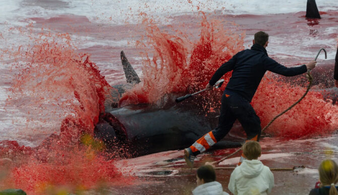 Photo: Sea Shepherd