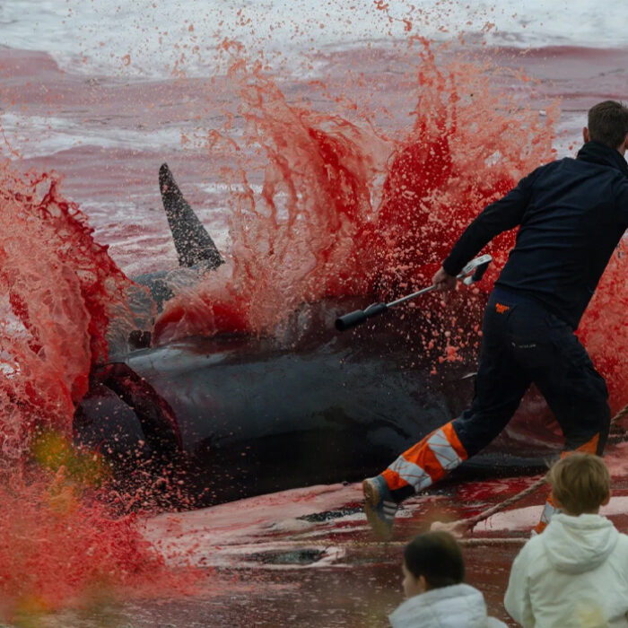 Photo: Sea Shepherd