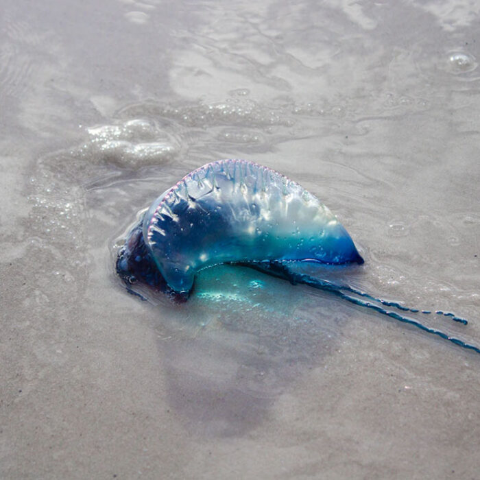 Bluebottle jellyfish on a beach