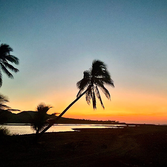 Palm tree at dawn during a surf trip in Mexico