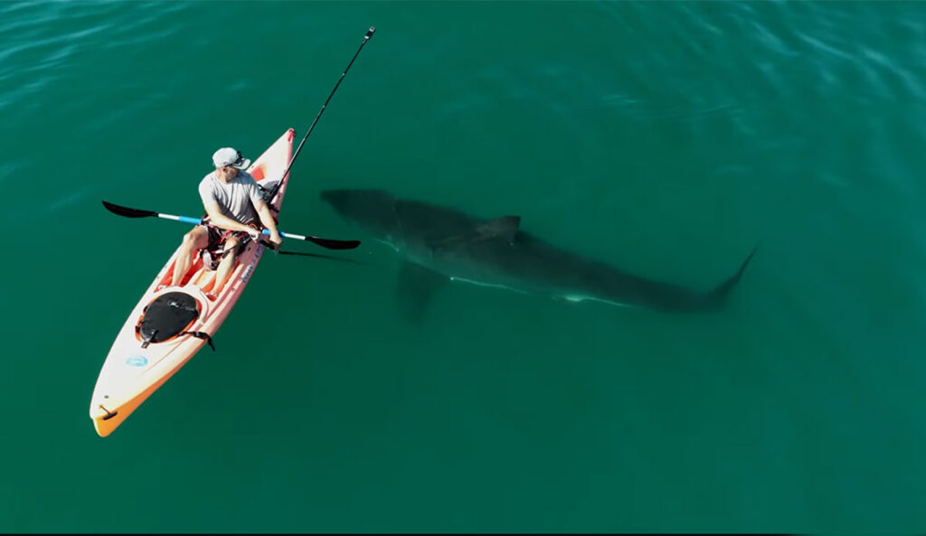 Great white shark swimming near kayaker in Southern California