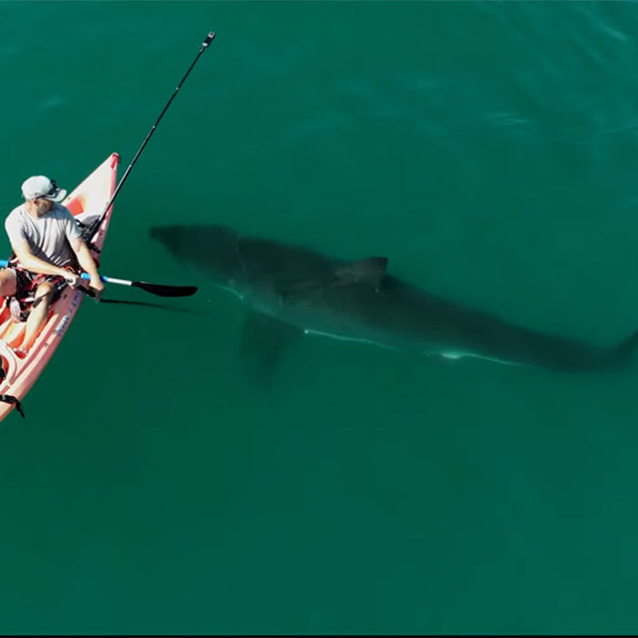 Great white shark swimming near kayaker in Southern California