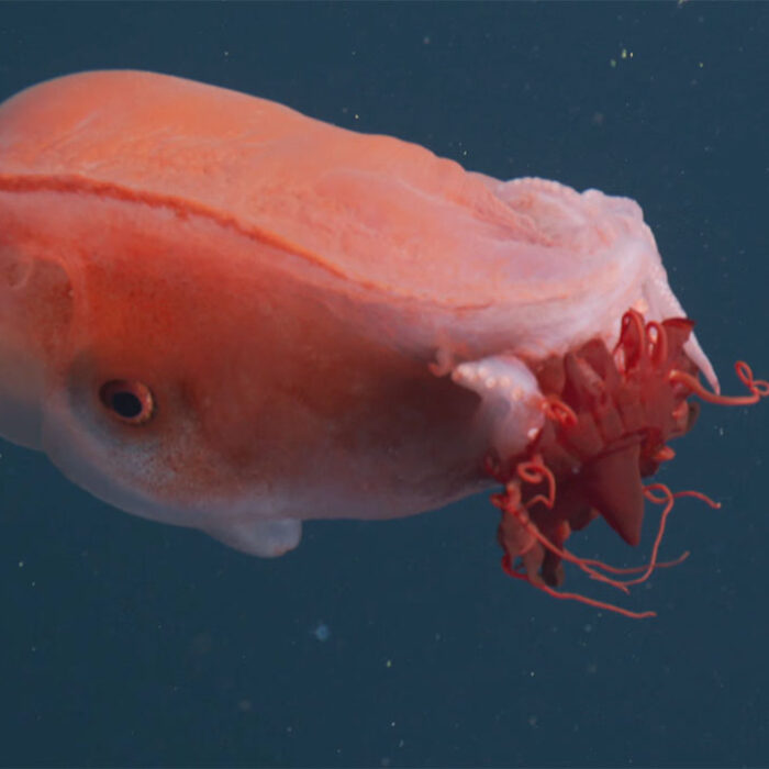 Seven-Arm octopus swimming in Monterey Bay