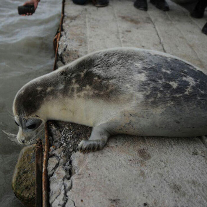 caspian seal lying on a concrete jetty in Russia