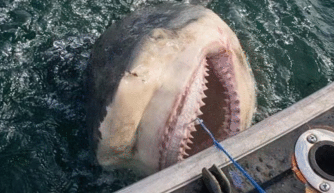 bull shark