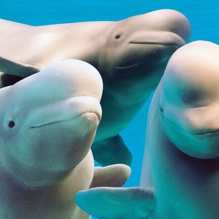 Beluga whales at Marineland in a tank