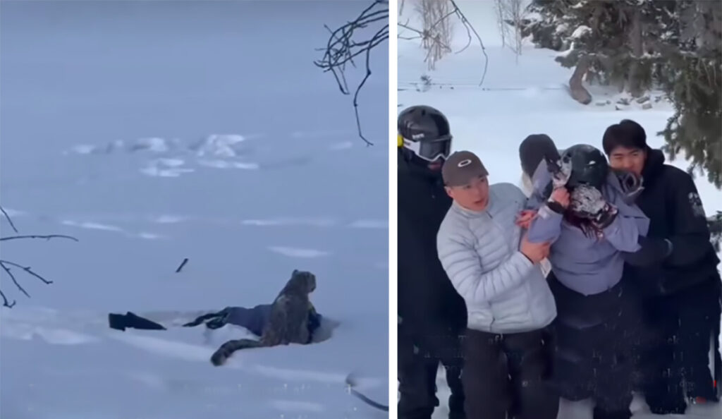 Wild Video Shows Skier Getting Attacked by Snow Leopard in China