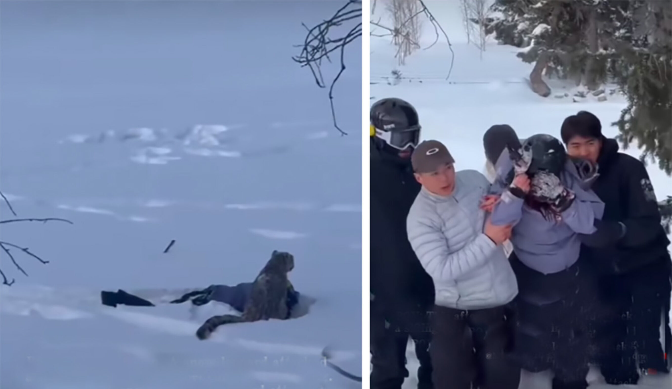 Wild Video Shows Skier Getting Attacked by Snow Leopard in China