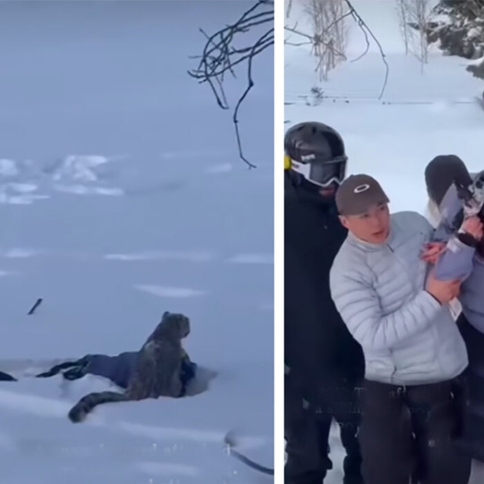 Wild Video Shows Skier Getting Attacked by Snow Leopard in China