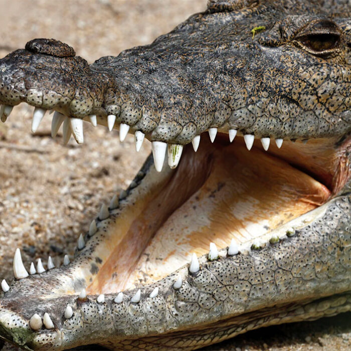 saltwater crocodile cooling down by opening its mouth