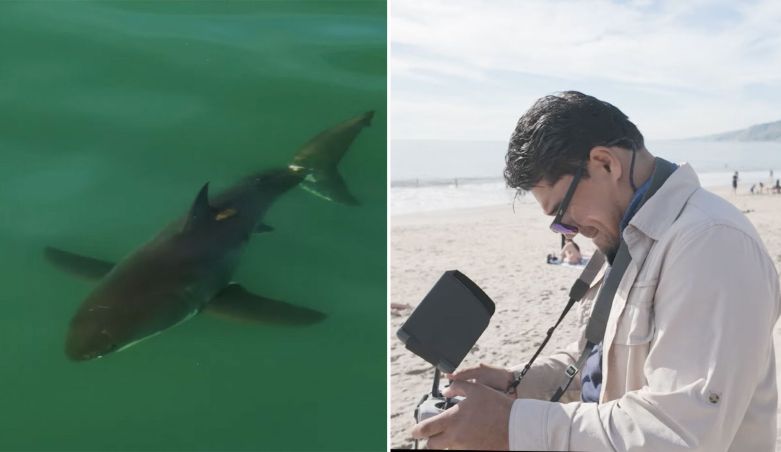Carlos Guana using his drone to find great white sharks off Los Angeles