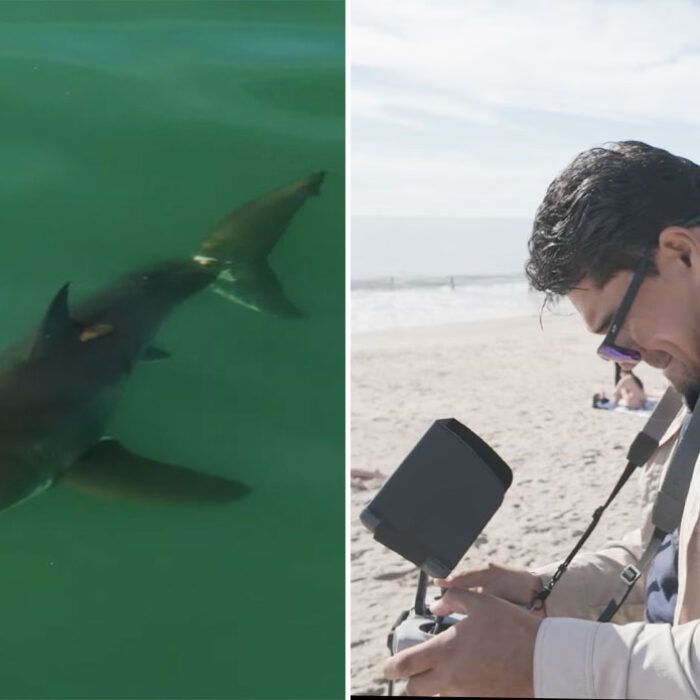 Carlos Guana using his drone to find great white sharks off Los Angeles