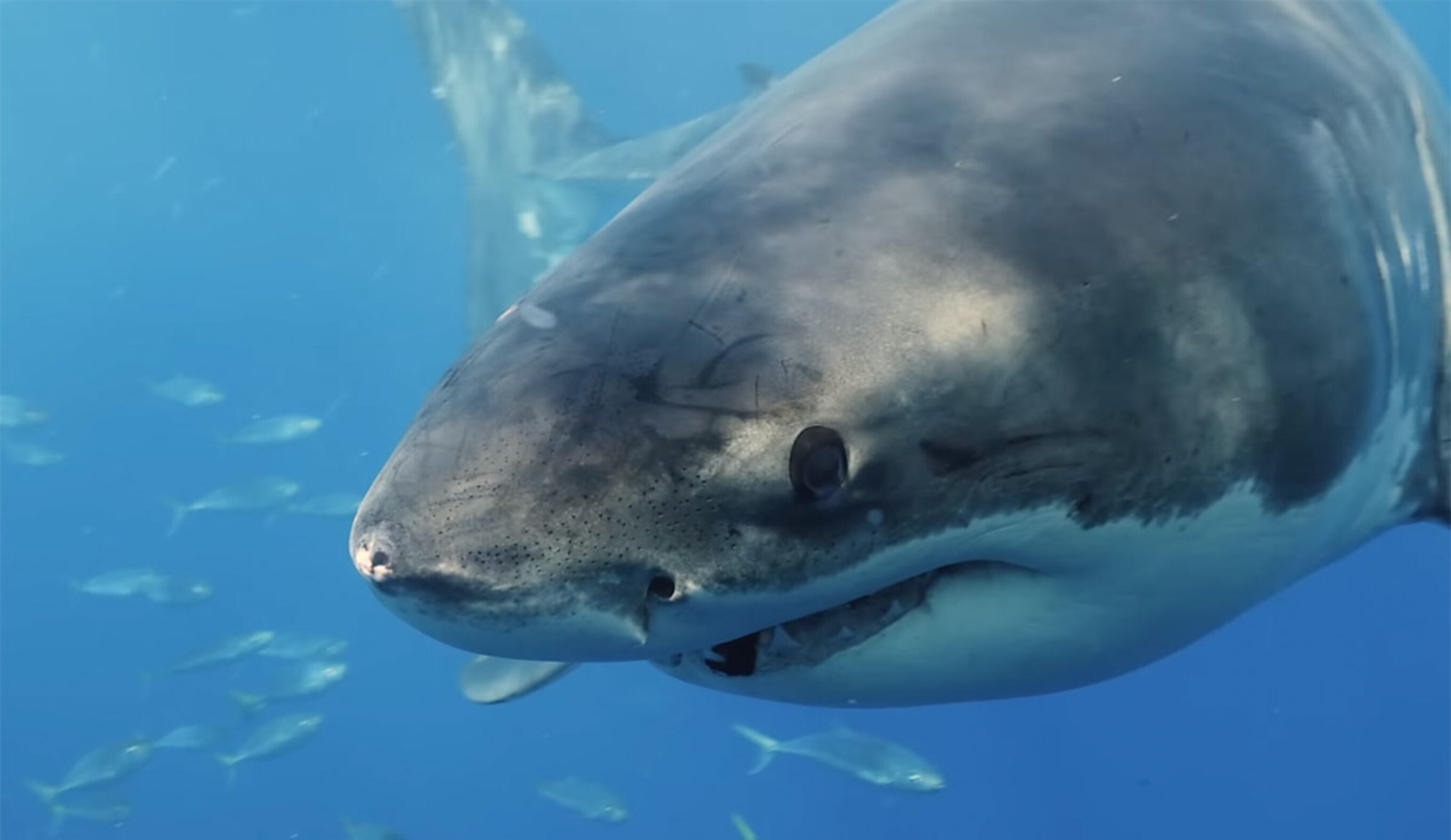 Great white shark close up photo