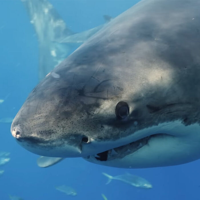 Great white shark close up photo