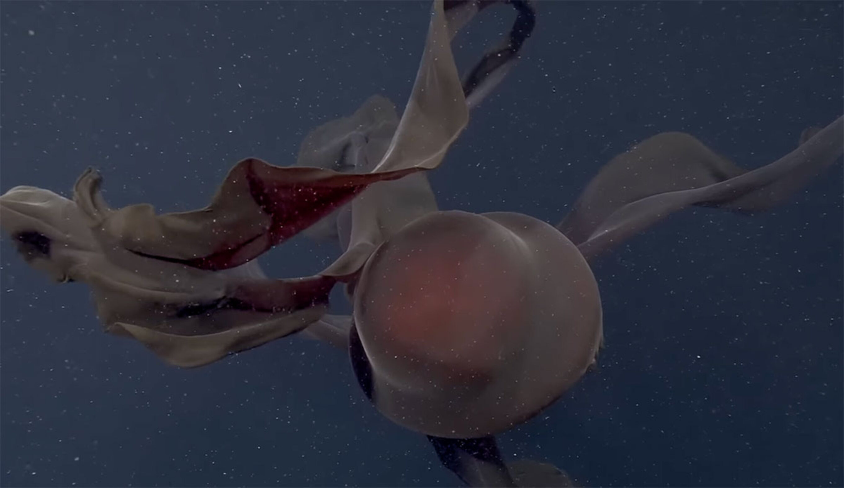 Giant phantom jellyfish in Antarctica